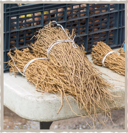 67584901c4fd917e3cf24e4e_chilcuague-potwierdzone-fakty