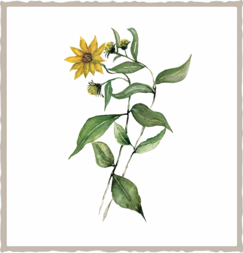 6758494fcb3cfb153707150a_aplikacja-zlotego-korzenia